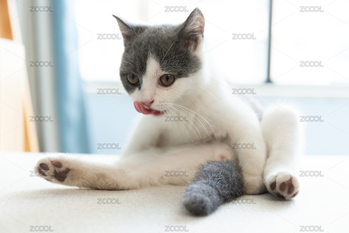 一只可愛的英短藍(lán)白貓在沙發(fā)上岔開腿舔毛（主預(yù)覽-7909245） - 未分類 - 站酷設(shè)計師蘇格拉底先生原創(chuàng)素材 - 站酷ZCOOL