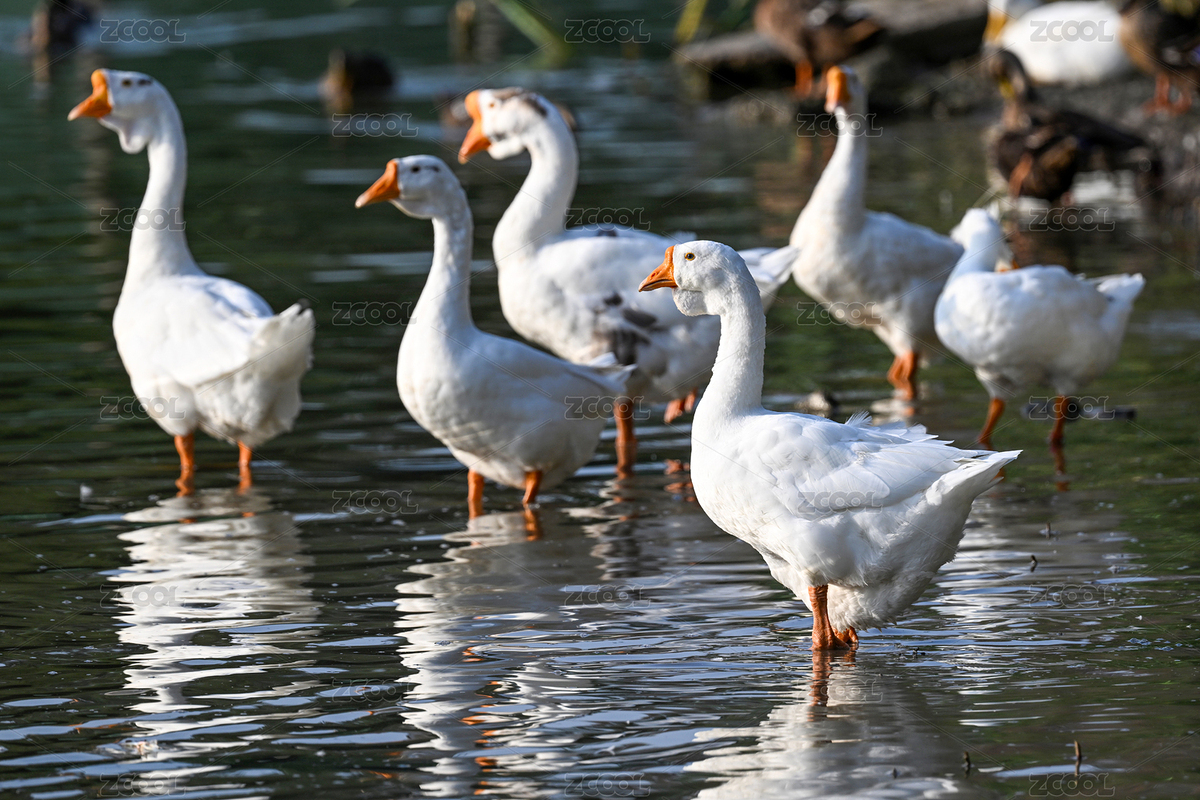 白鵝特寫（主預(yù)覽-12693354） - 未分類 - 站酷設(shè)計(jì)師金翅大鵬原創(chuàng)素材 - 站酷ZCOOL