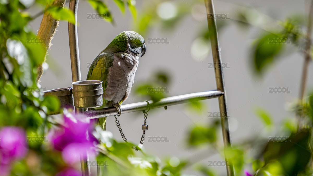 鸚鵡（主預(yù)覽-3414973） - 未分類 - 站酷設(shè)計(jì)師明原創(chuàng)素材 - 站酷ZCOOL