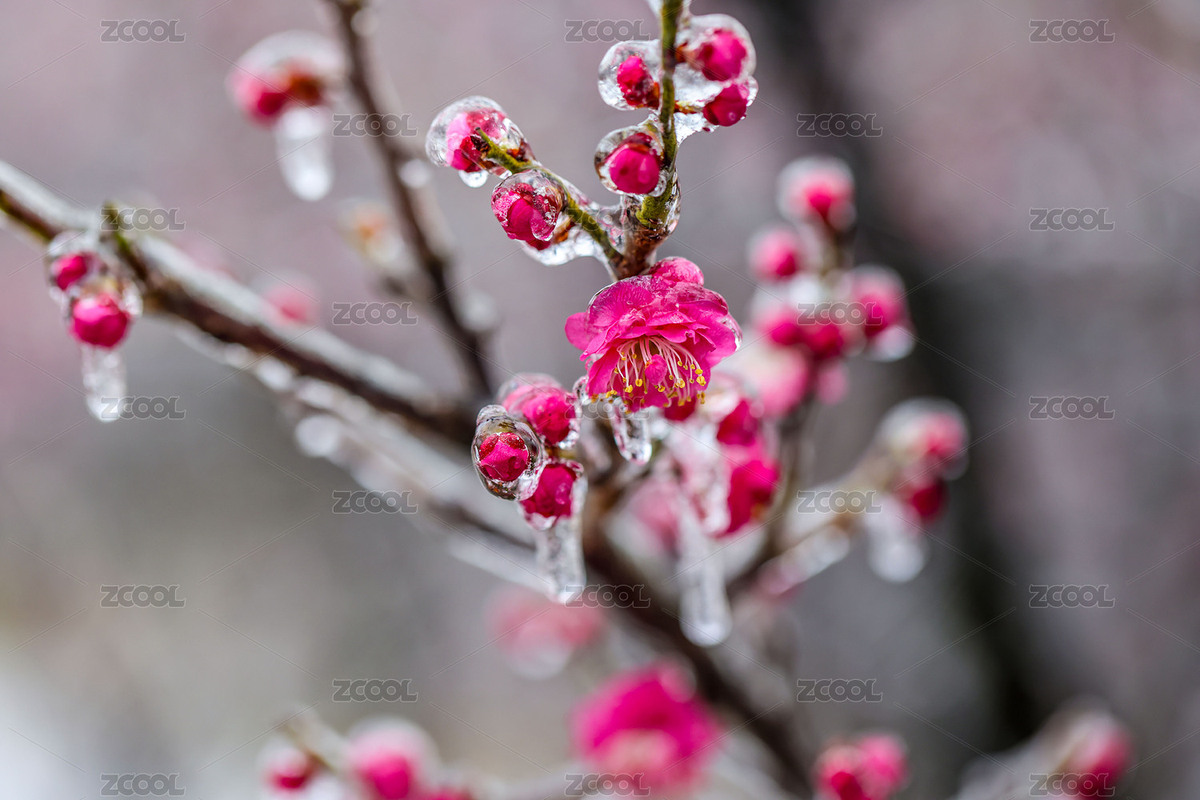 冰凌中次第盛開(kāi)的梅花（主預(yù)覽-8306327） - 未分類(lèi) - 站酷設(shè)計(jì)師九色不分原創(chuàng)素材 - 站酷ZCOOL