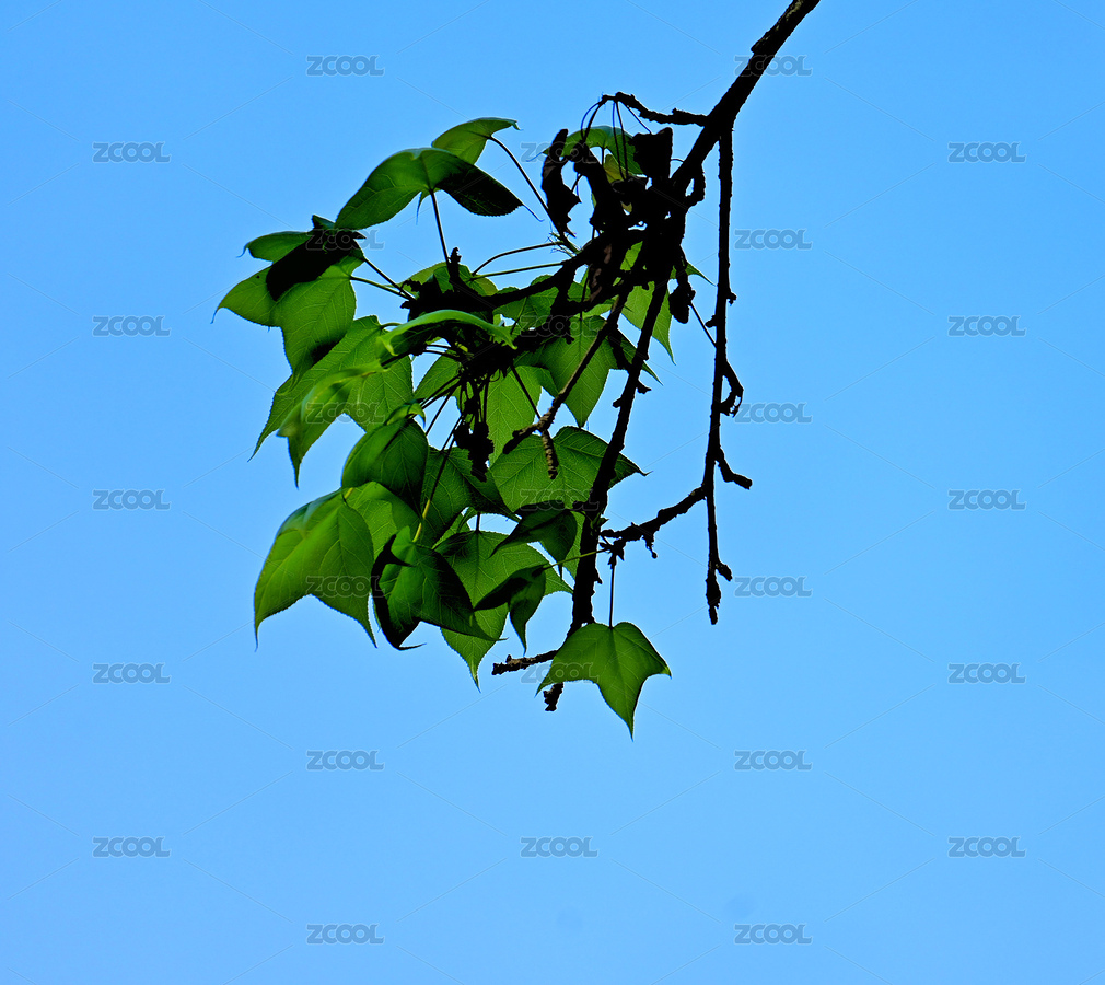 綠色透亮的葉子（主預覽-9610011） - 未分類 - 站酷設計師南風知我意-原創(chuàng)素材 - 站酷ZCOOL