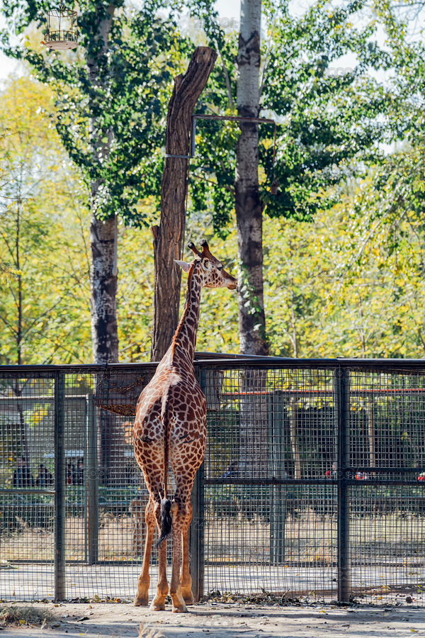 北京動物園的長頸鹿背部視角（主預(yù)覽-563531） - 未分類 - 站酷設(shè)計(jì)師紅髯口原創(chuàng)素材 - 站酷ZCOOL