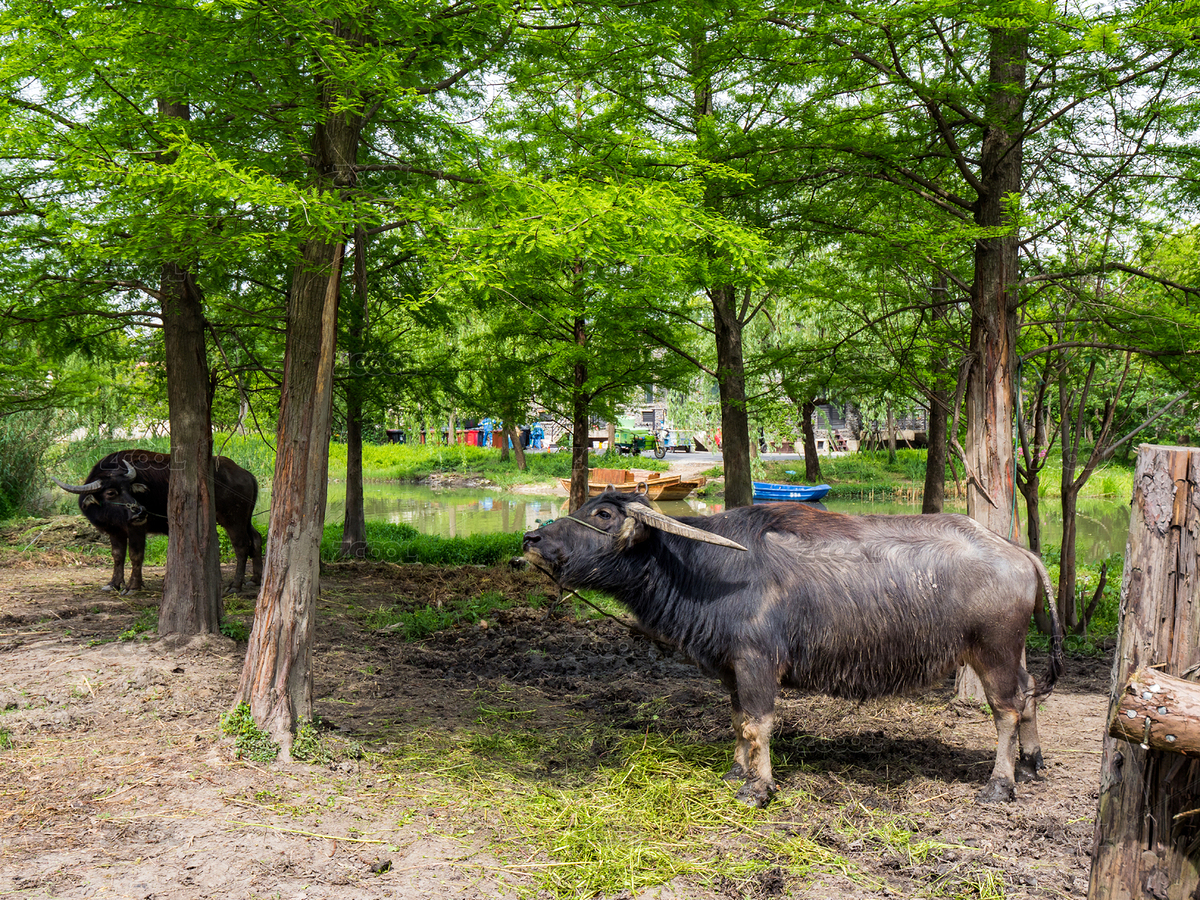 上海廣富林文化遺址（主預(yù)覽-310420） - 未分類 - 站酷設(shè)計(jì)師明日的羅德斯原創(chuàng)素材 - 站酷ZCOOL