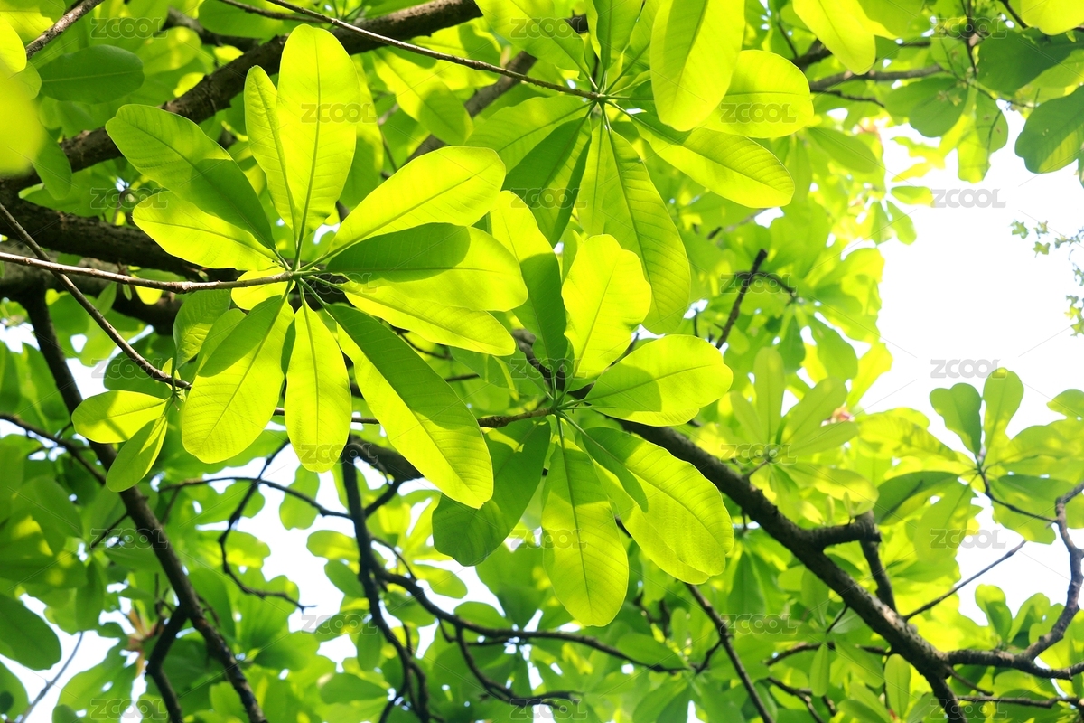 绿色背景厚朴叶子（主预览-2440832） - 未分类 - 站酷设计师长草颜来了原创素材 - 站酷ZCOOL