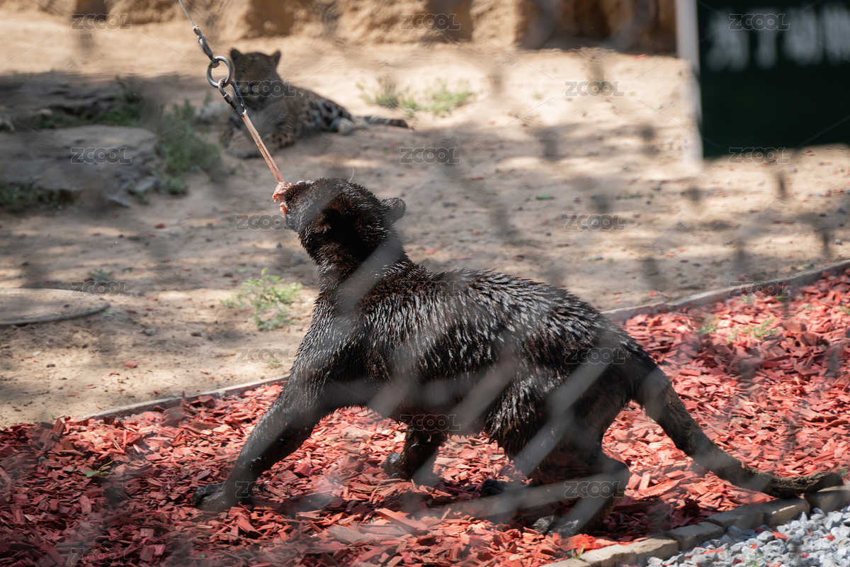 黑豹在撕咬拉扯食物（主預(yù)覽-8541486） - 未分類 - 站酷設(shè)計(jì)師文樸先生原創(chuàng)素材 - 站酷ZCOOL