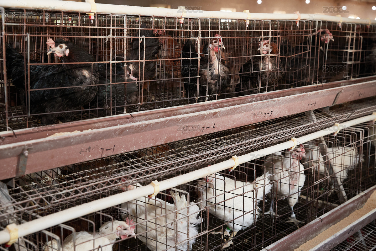 大型养鸡场鸡舍环境（主预览-3916949） - 未分类 - 站酷设计师蓝太阳TNT原创素材 - 站酷ZCOOL