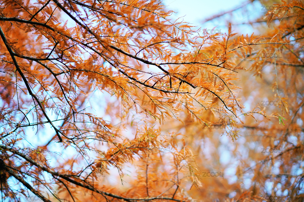 上海市崇明區(qū)橫沙島冬日松針樹（主預(yù)覽-8432031） - 未分類 - 站酷設(shè)計師魔都小羊原創(chuàng)素材 - 站酷ZCOOL