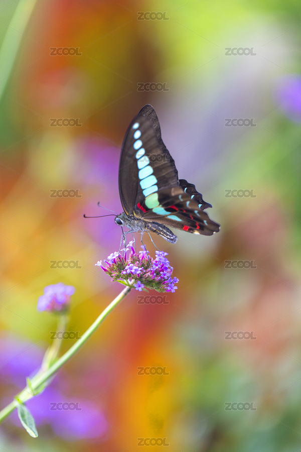 一只正采花蜜的蝴蝶（主預覽-6018542） - 未分類 - 站酷設計師花花野狼原創(chuàng)素材 - 站酷ZCOOL