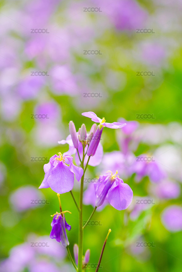 花草植物地球仪沙漏（主预览-7872272） - 未分类 - 站酷设计师安147123原创素材 - 站酷ZCOOL