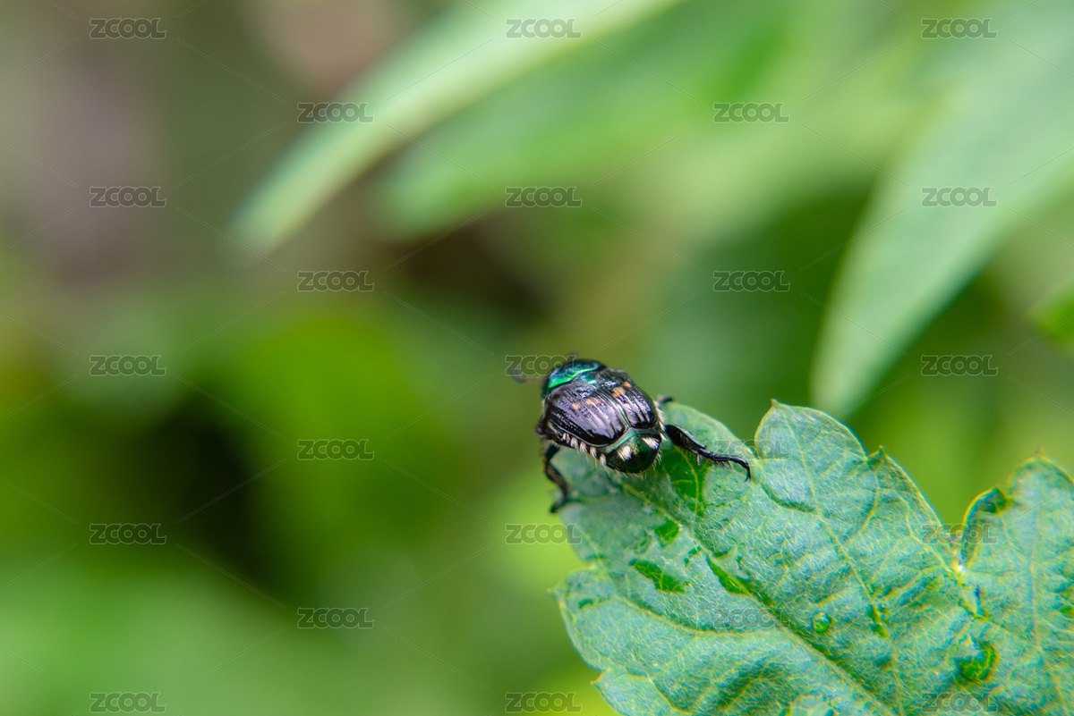 葉上昆蟲特寫鏡頭 金龜科弧麗金龜屬動(dòng)物（主預(yù)覽-853326） - 未分類 - 站酷設(shè)計(jì)師弓星杰原創(chuàng)素材 - 站酷ZCOOL