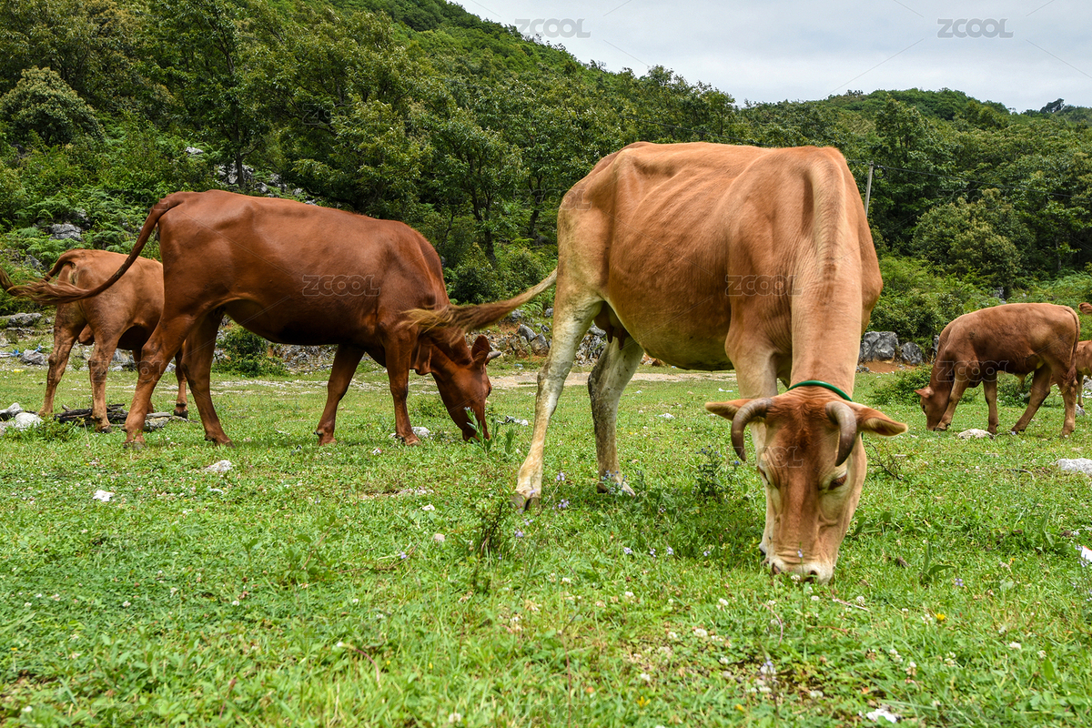 云南高原黄牛写真（主预览-2215076） - 未分类 - 站酷设计师徐守毕原创素材 - 站酷ZCOOL