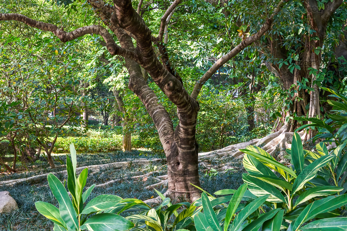 公園里茂盛的根系發(fā)達(dá)的榕樹（主預(yù)覽-3598632） - 未分類 - 站酷設(shè)計師SteveChum原創(chuàng)素材 - 站酷ZCOOL