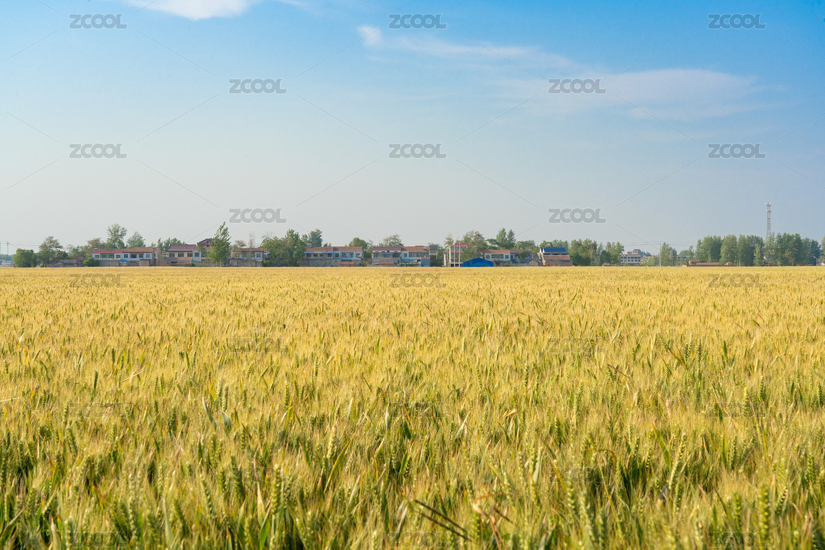 麦田平原乡村振兴田园风光（主预览-6410072） - 未分类 - 站酷设计师平和的总是美好的原创素材 - 站酷ZCOOL