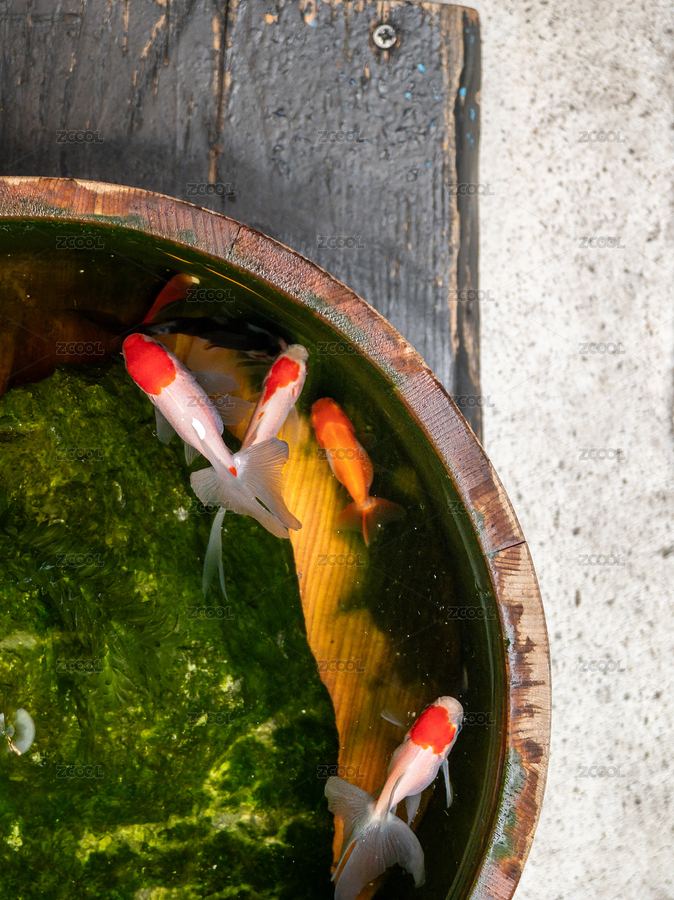 木盆中養(yǎng)著水生植物的金魚（主預(yù)覽-9432120） - 未分類 - 站酷設(shè)計(jì)師STC炳權(quán)原創(chuàng)素材 - 站酷ZCOOL