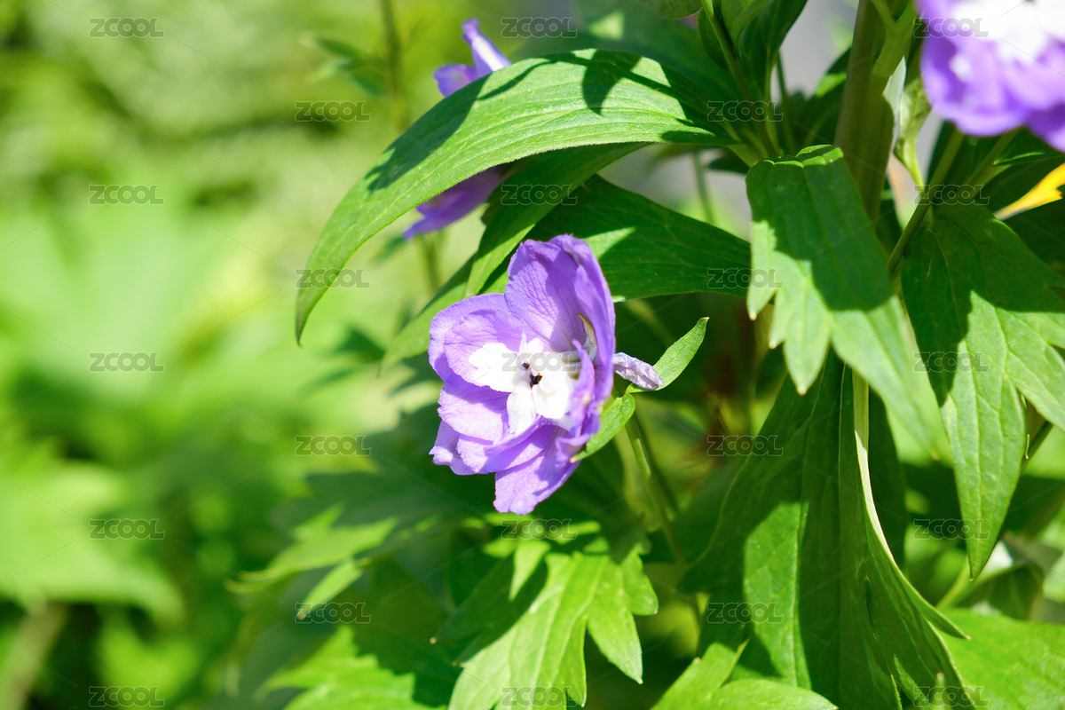 春日梦幻蓝紫色飞燕草（主预览-10470082） - 未分类 - 站酷设计师hmykxla原创素材 - 站酷ZCOOL