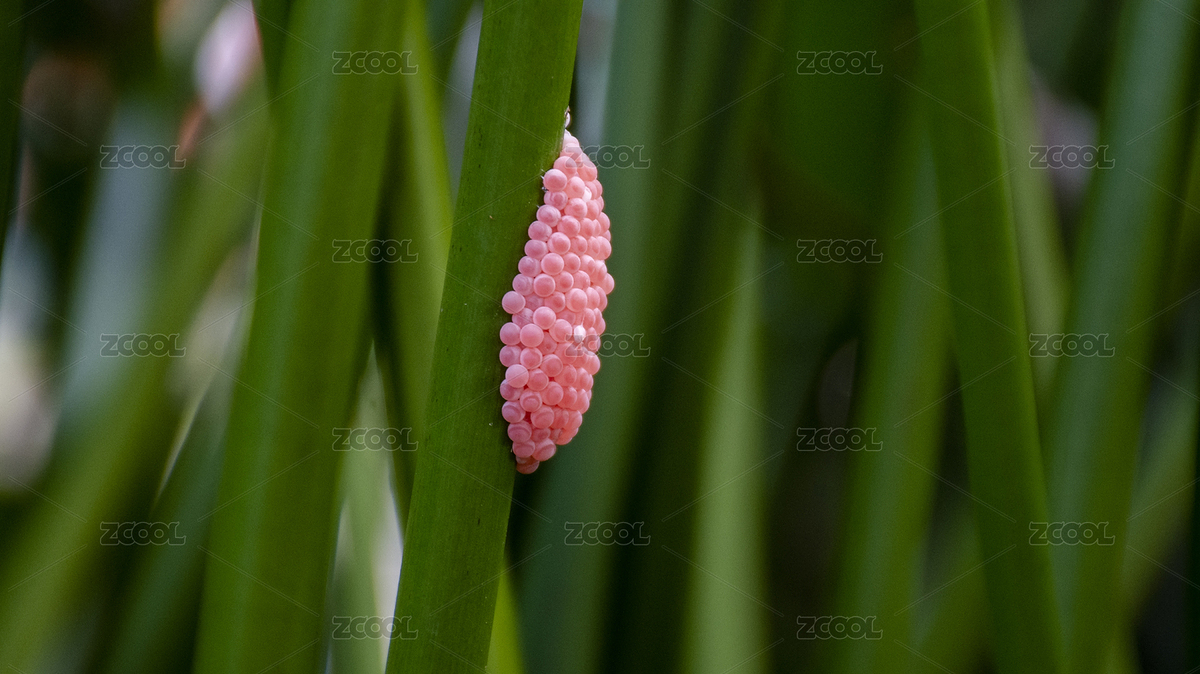 重大危險(xiǎn)性農(nóng)業(yè)外來(lái)入侵生物福壽螺（卵）（主預(yù)覽-984446） - 未分類(lèi) - 站酷設(shè)計(jì)師苑金戈原創(chuàng)素材 - 站酷ZCOOL