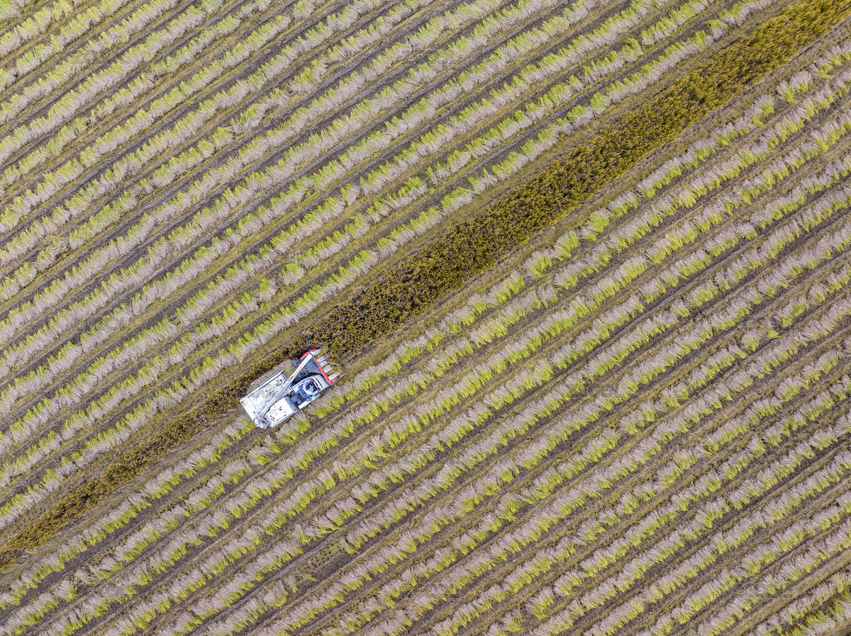 金秋十月收糧忙（主預(yù)覽-4068778） - 未分類 - 站酷設(shè)計(jì)師jsdcr原創(chuàng)素材 - 站酷ZCOOL