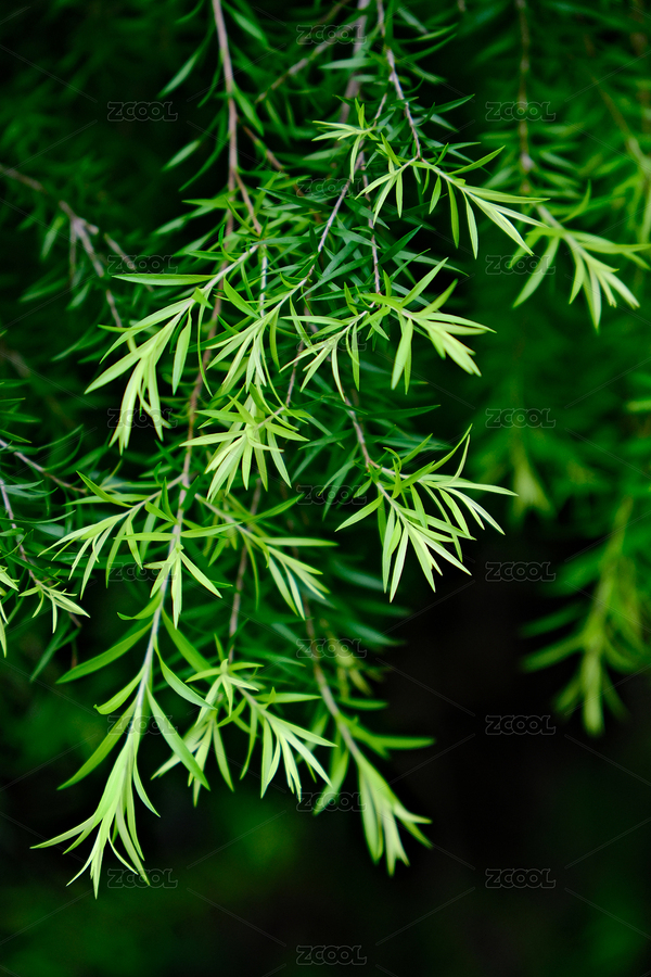 夏天的千层金植物背景（主预览-310609） - 未分类 - 站酷设计师95R17原创素材 - 站酷ZCOOL