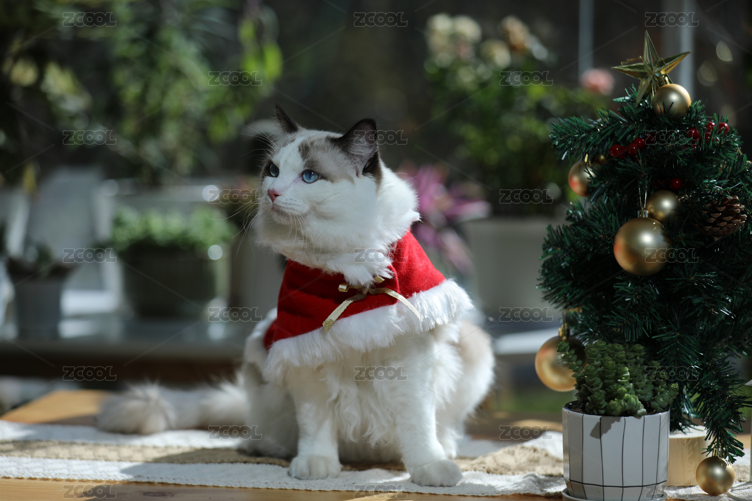 宠物摄影圣诞节的布偶猫侧脸