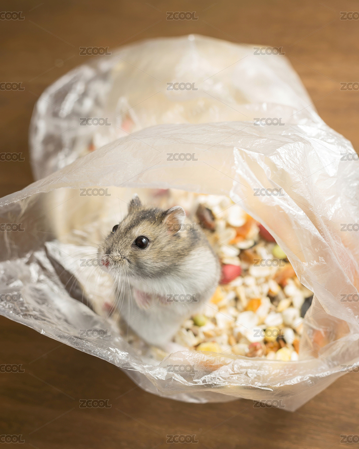 小倉(cāng)鼠零食袋里探出頭（主預(yù)覽-12125058） - 未分類(lèi) - 站酷設(shè)計(jì)師jingjingsoong原創(chuàng)素材 - 站酷ZCOOL