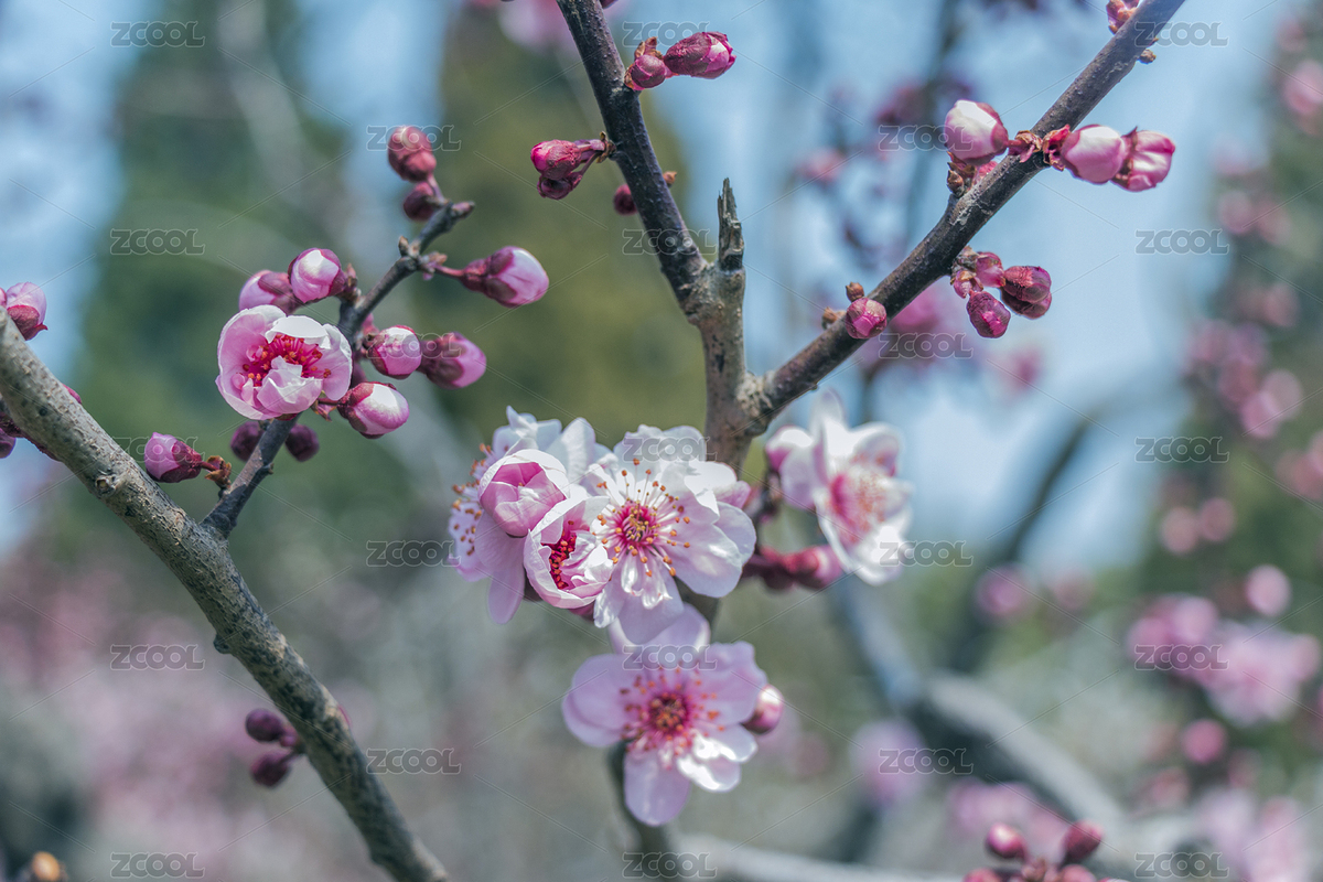 春季公园踏青花开浪漫景象（主预览-5105368） - 未分类 - 站酷设计师聕鈊原创素材 - 站酷ZCOOL