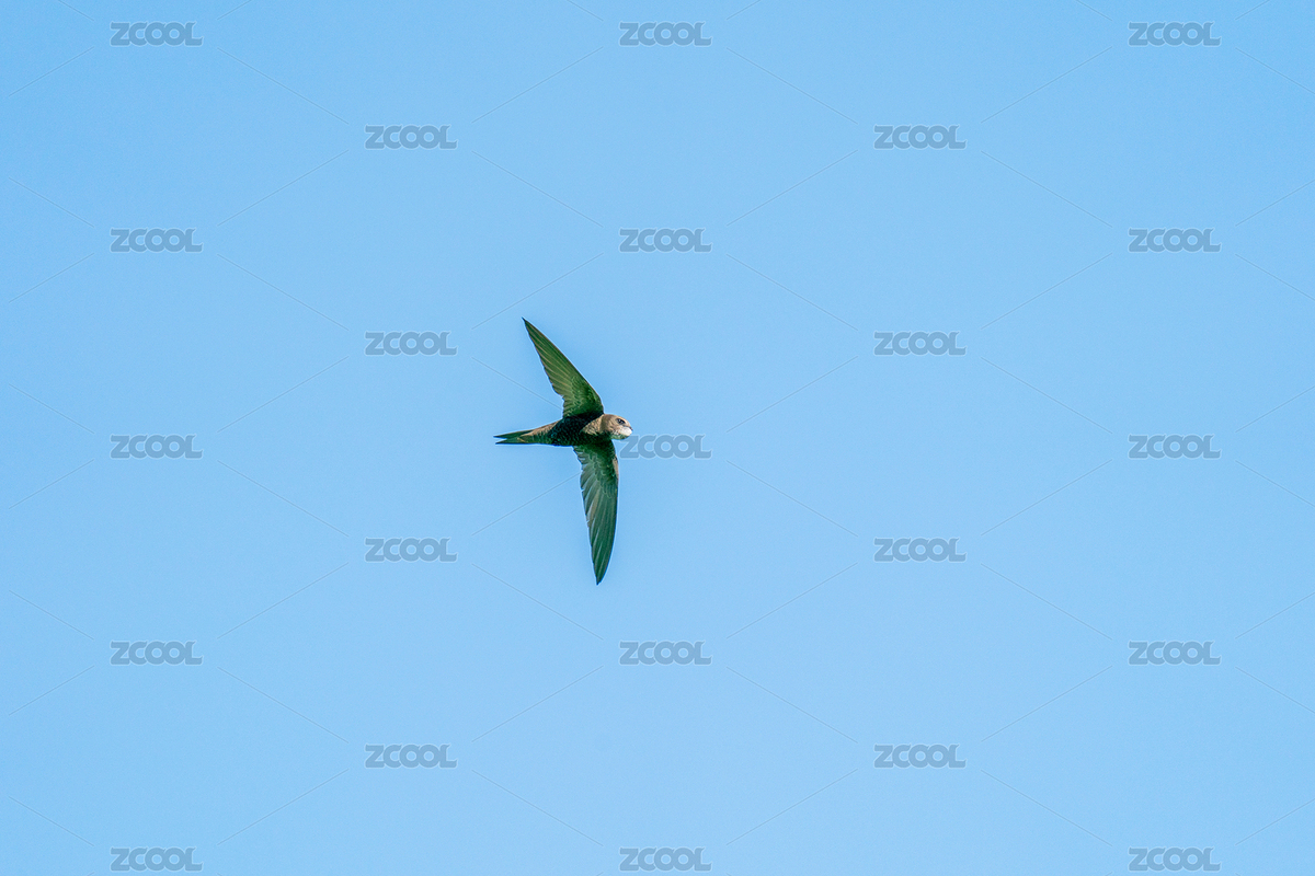 飛翔的北京雨燕（主預(yù)覽-6122162） - 未分類 - 站酷設(shè)計師新手羅原創(chuàng)素材 - 站酷ZCOOL