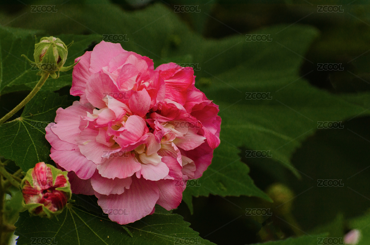 秋天盛開的木芙蓉花（主預(yù)覽-8324216） - 未分類 - 站酷設(shè)計師ForrestLoong原創(chuàng)素材 - 站酷ZCOOL