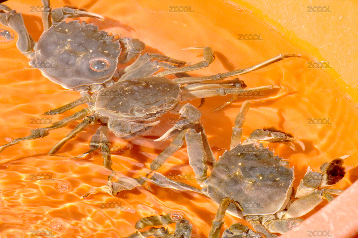 海鮮市場海鮮（主預覽-8022272） - 未分類 - 站酷設計師WUWUDEFENSI原創(chuàng)素材 - 站酷ZCOOL