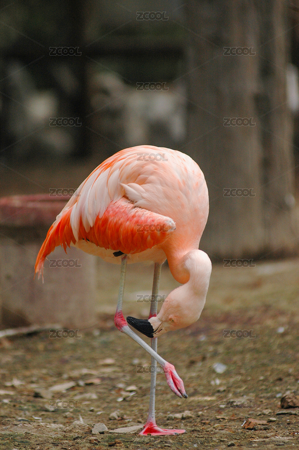 火烈鳥(niǎo)（主預(yù)覽-6696746） - 未分類 - 站酷設(shè)計(jì)師金翅大鵬原創(chuàng)素材 - 站酷ZCOOL