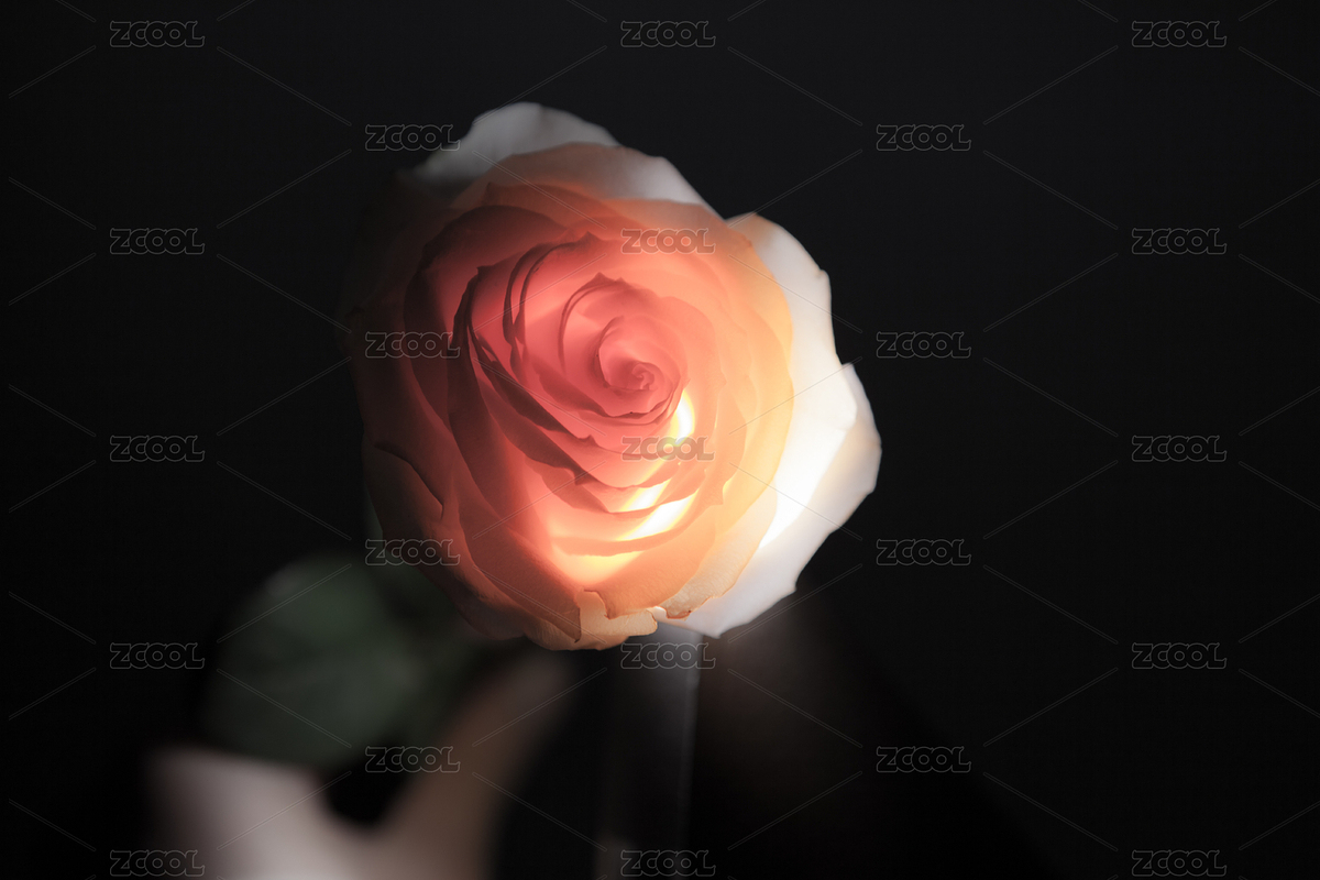 玫瑰，玫瑰花，粉色，花朵，花卉，素材，海报（主预览-7827705） - 未分类 - 站酷设计师柯宇331原创素材 - 站酷ZCOOL