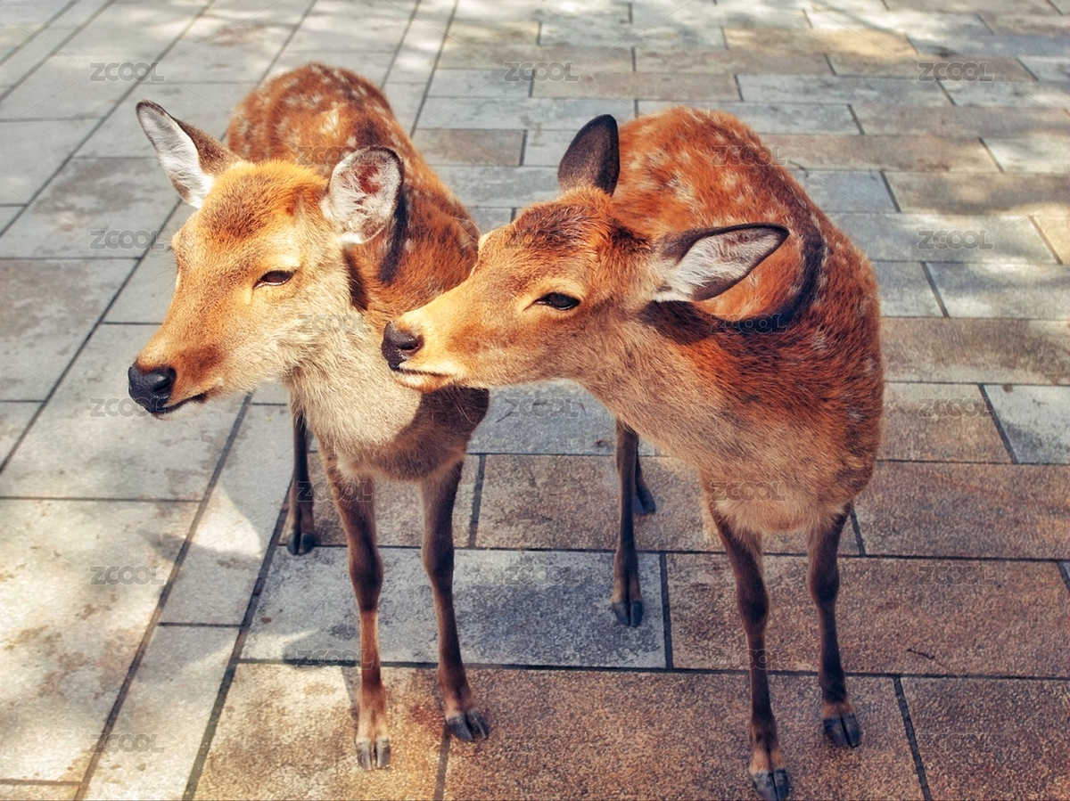 鹿。（主预览-7059301） - 未分类 - 站酷设计师littless原创素材 - 站酷ZCOOL