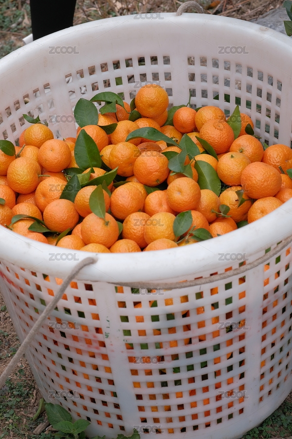 砂糖橘（主預(yù)覽-5851582） - 未分類 - 站酷設(shè)計師O9kPDuiAYI原創(chuàng)素材 - 站酷ZCOOL