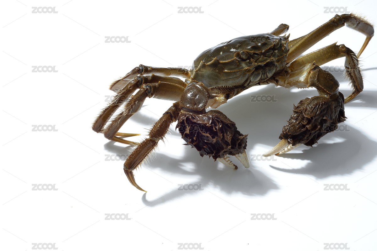 一只生鮮的中華絨螯蟹在白背景上爬行（主預(yù)覽-7380849） - 未分類 - 站酷設(shè)計師尚色墨梅原創(chuàng)素材 - 站酷ZCOOL