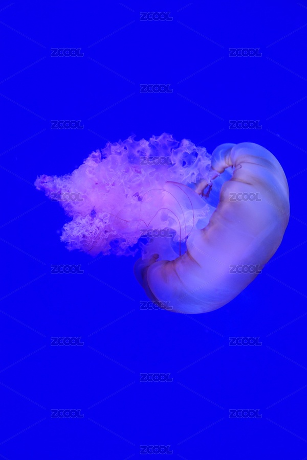 畅游的管水母（主预览-1926182） - 未分类 - 站酷设计师laosi_w原创素材 - 站酷ZCOOL