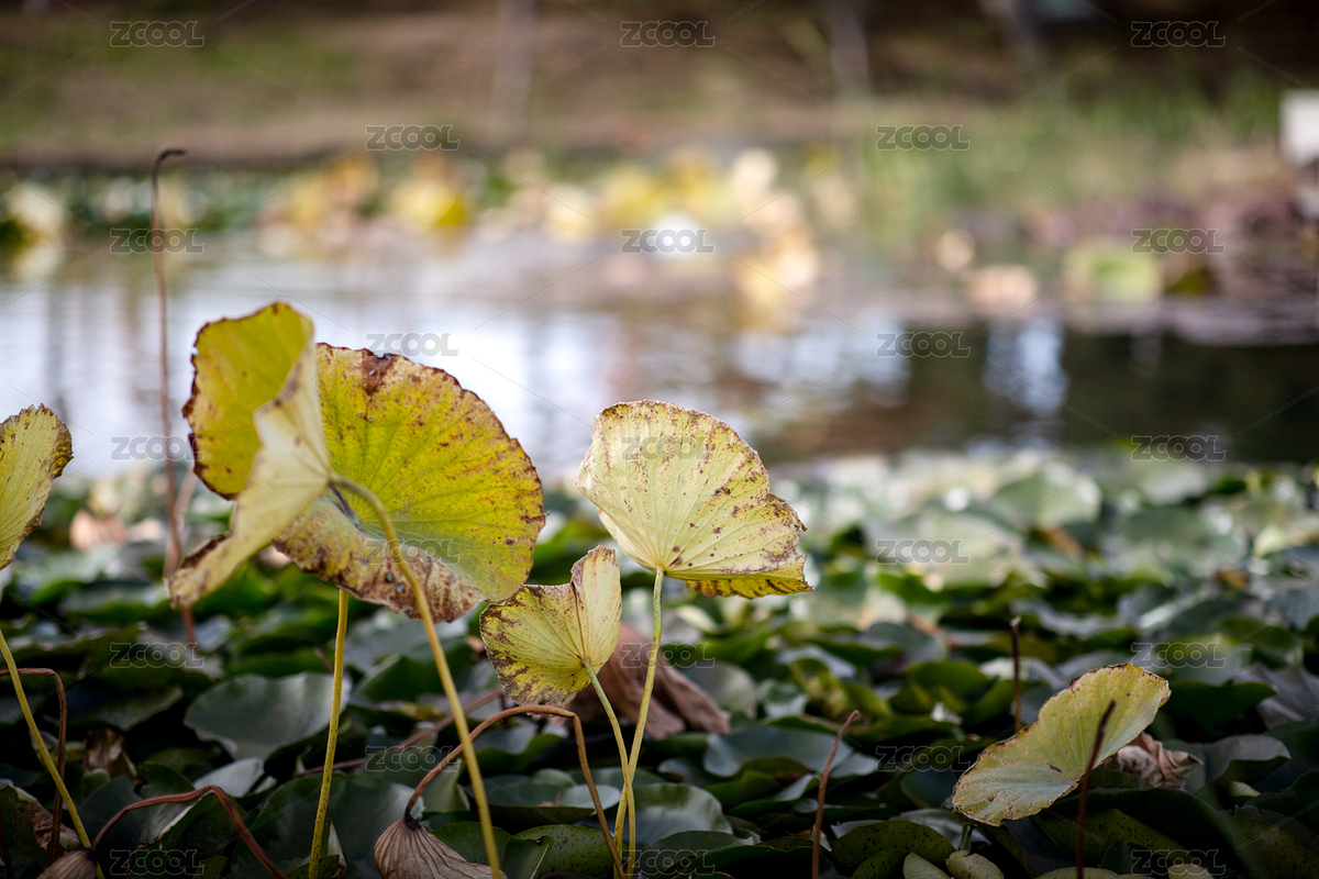 深秋水里即將枯萎的荷葉（主預(yù)覽-12217885） - 未分類 - 站酷設(shè)計(jì)師小羽怪原創(chuàng)素材 - 站酷ZCOOL