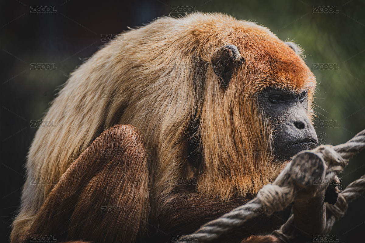 南美洲野生動(dòng)物紅吼猴（主預(yù)覽-4169164） - 未分類 - 站酷設(shè)計(jì)師橘左近原創(chuàng)素材 - 站酷ZCOOL