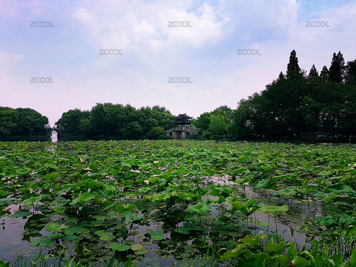 曲院風荷（主預覽-7132089） - 未分類 - 站酷設計師沐梓楹原創(chuàng)素材 - 站酷ZCOOL