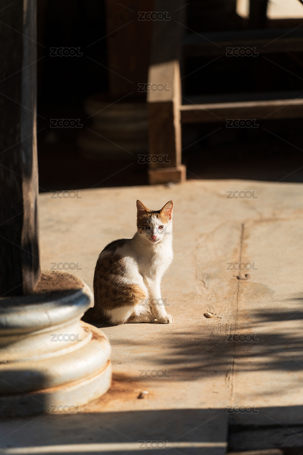 陽光下靜坐的三色貓咪（主預覽-12688962） - 未分類 - 站酷設計師Fez4mwH73A原創(chuàng)素材 - 站酷ZCOOL