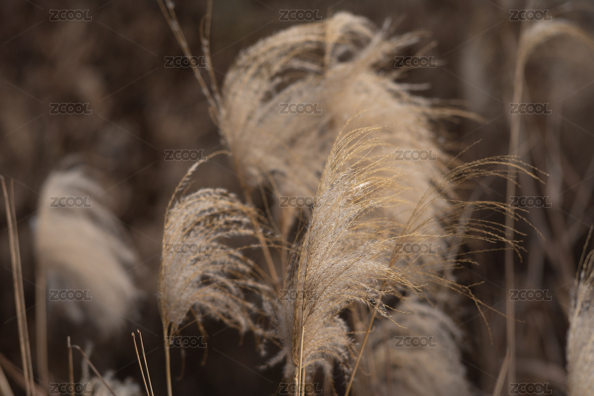蘆花特寫照片（主預(yù)覽-8637889） - 未分類 - 站酷設(shè)計(jì)師MarcoZhang原創(chuàng)素材 - 站酷ZCOOL