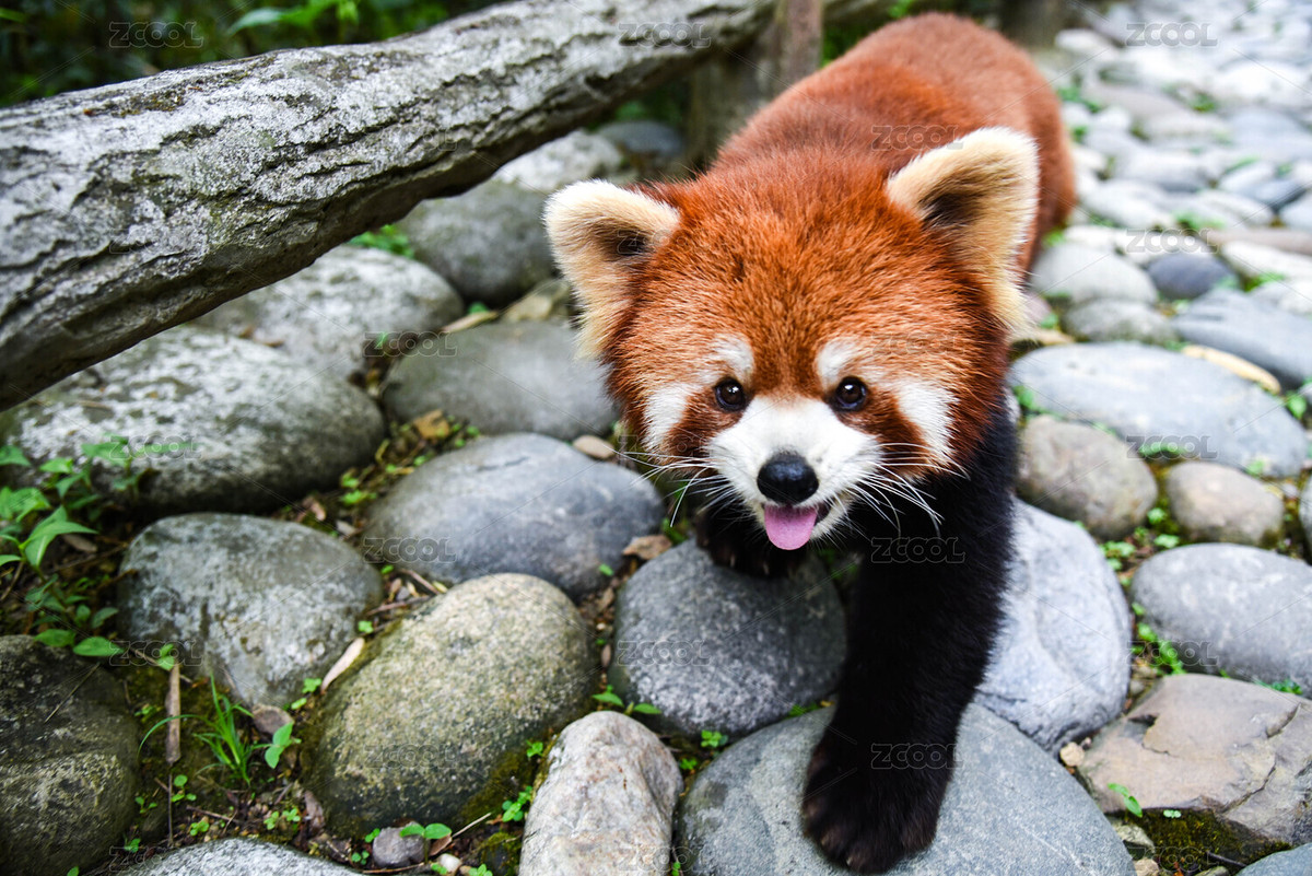 都江堰熊猫谷路上偶遇的可爱小熊猫特写（主预览-12424767） - 未分类 - 站酷设计师butterfly2025原创素材 - 站酷ZCOOL