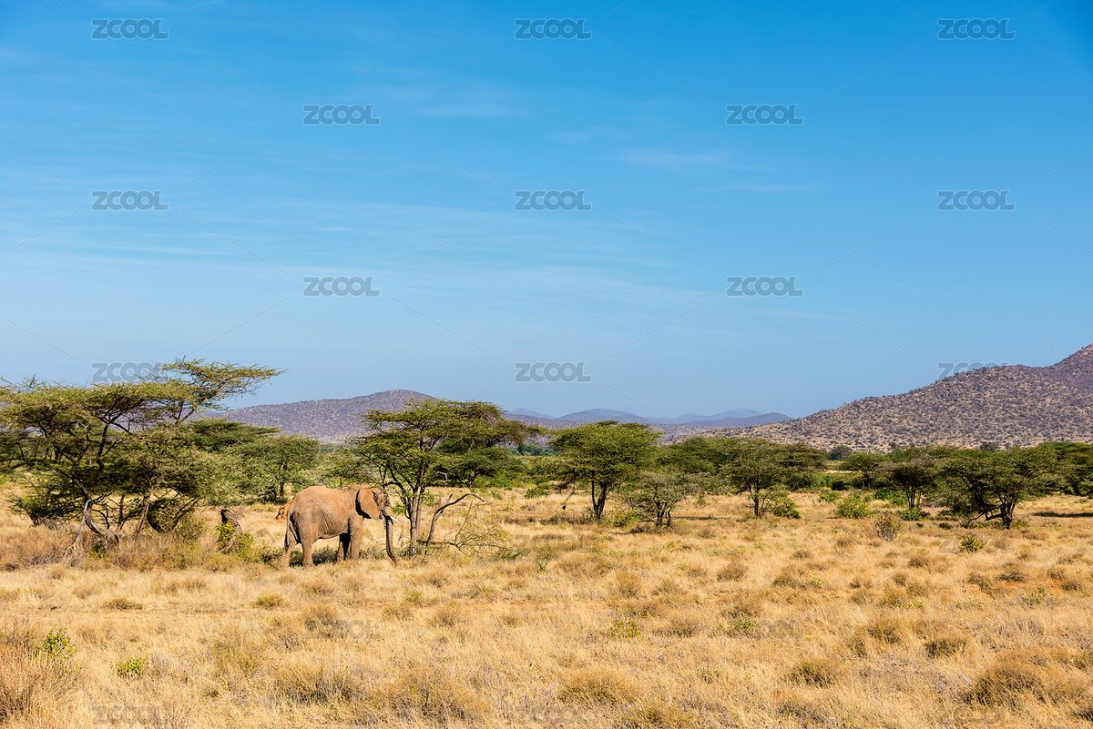 非洲大象行走在廣袤的大草原上遠處有一些山（主預覽-8462715） - 未分類 - 站酷設計師TaoTaoLi1989原創(chuàng)素材 - 站酷ZCOOL