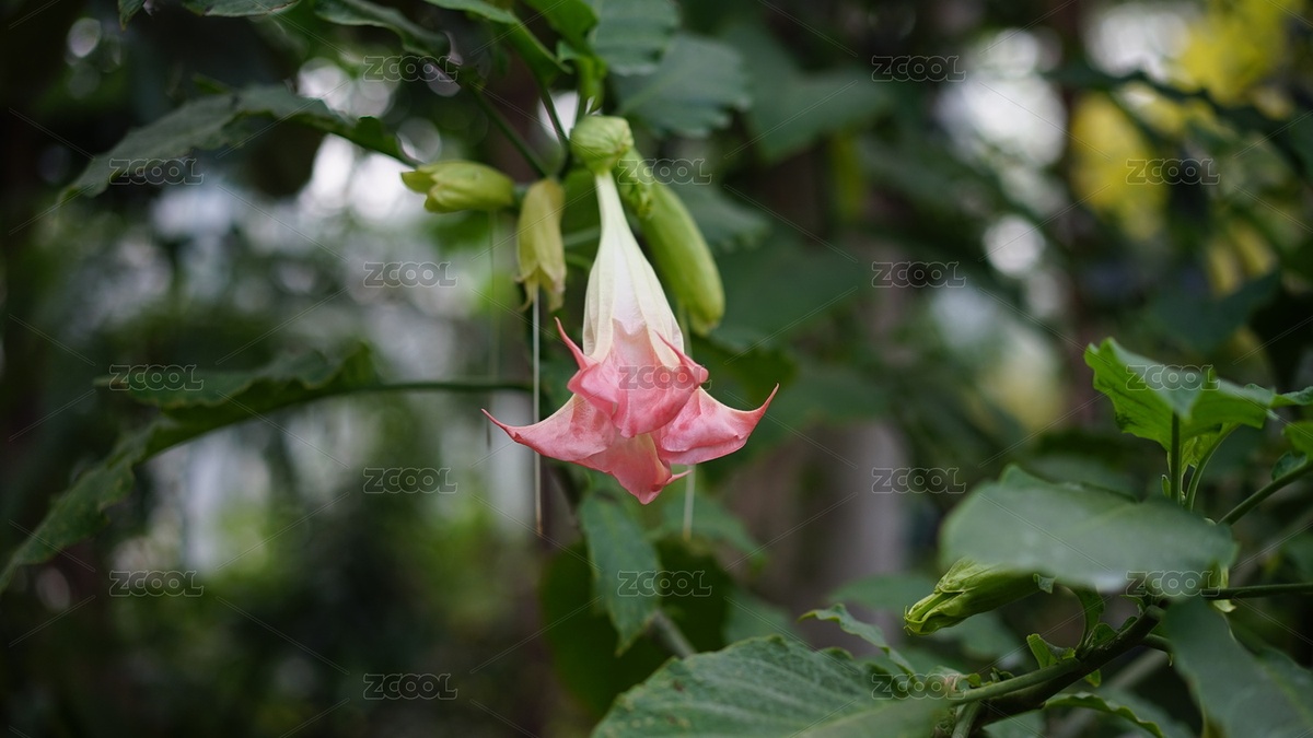 曼陀罗开花（主预览-2820938） - 未分类 - 站酷设计师yxlj原创素材 - 站酷ZCOOL