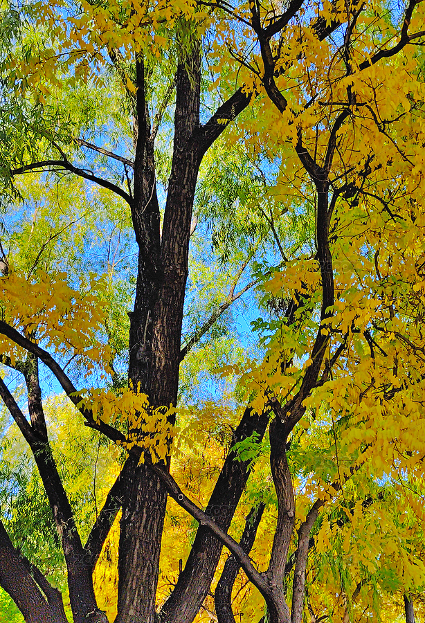 秋天里五彩斑斕的秋葉（主預(yù)覽-12606770） - 未分類 - 站酷設(shè)計師yinxiangzhe原創(chuàng)素材 - 站酷ZCOOL