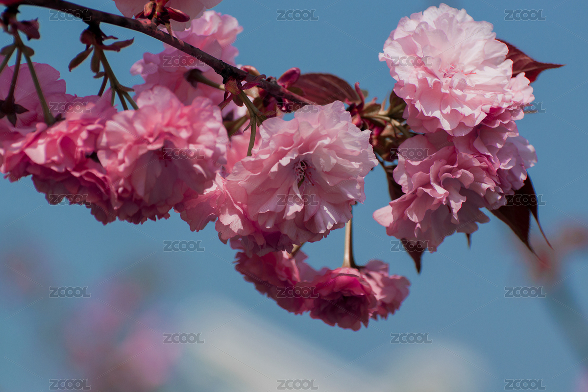 晚櫻（主預(yù)覽-1102746） - 未分類 - 站酷設(shè)計(jì)師90后kid原創(chuàng)素材 - 站酷ZCOOL