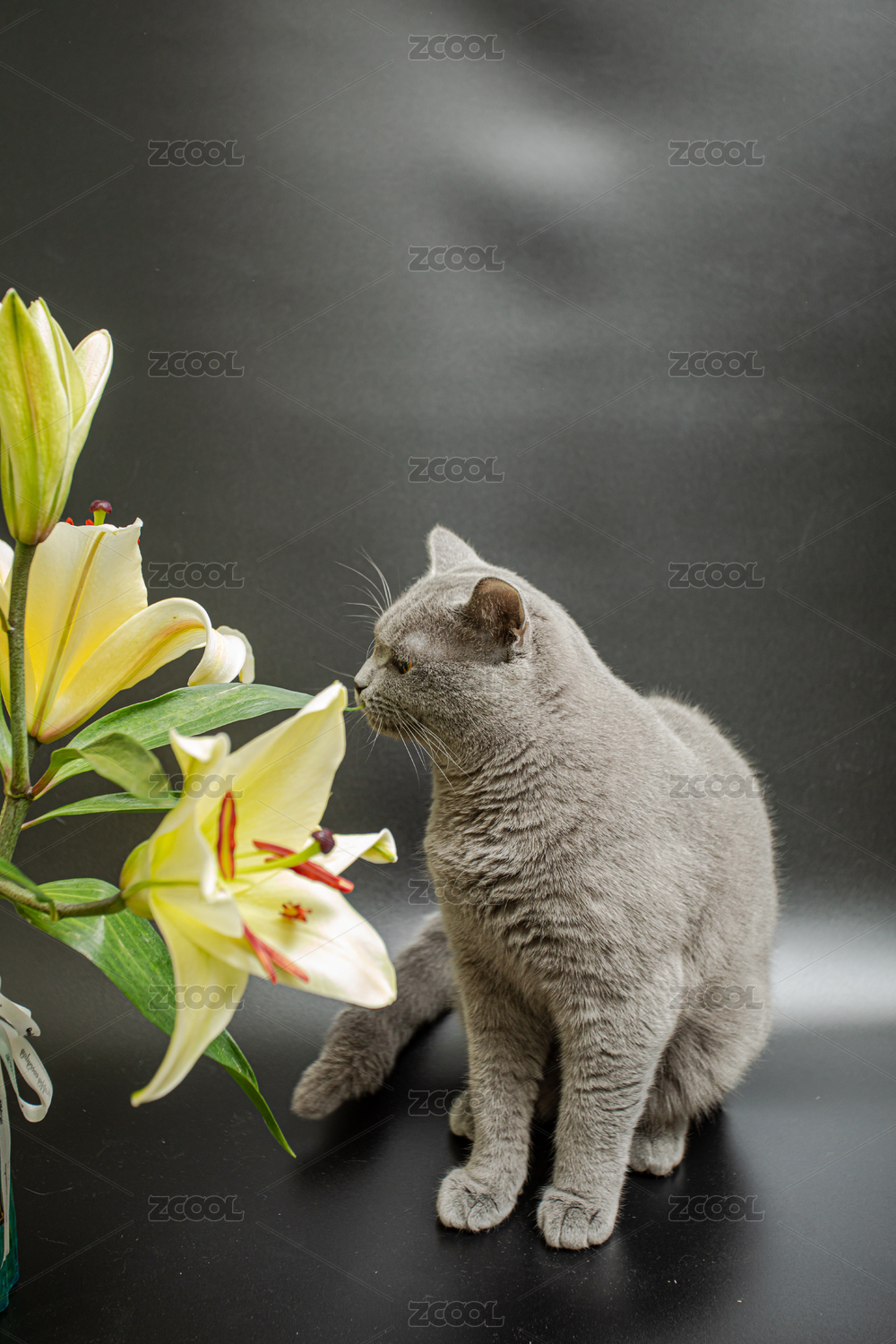 黑色背景下的英短蓝猫在和百合花玩耍