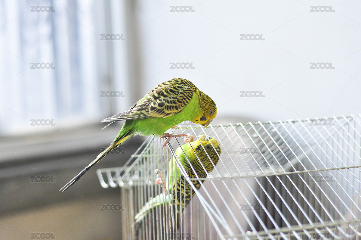 鸚鵡（主預(yù)覽-3126408） - 未分類 - 站酷設(shè)計師racin原創(chuàng)素材 - 站酷ZCOOL