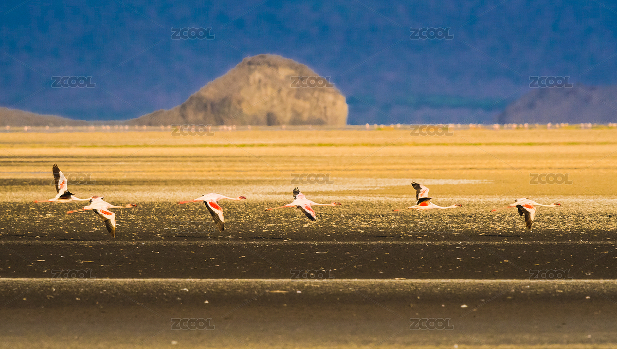 火烈鳥（主預(yù)覽-7896511） - 未分類 - 站酷設(shè)計(jì)師永欣原創(chuàng)素材 - 站酷ZCOOL
