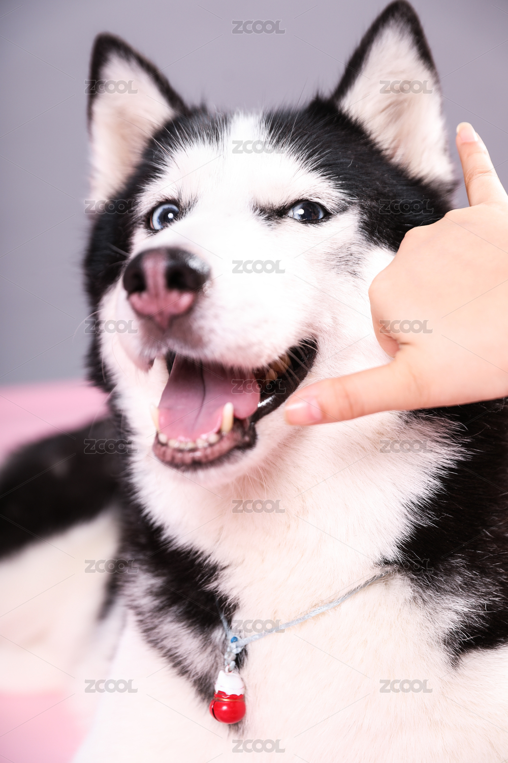 呆萌哈士奇打电话