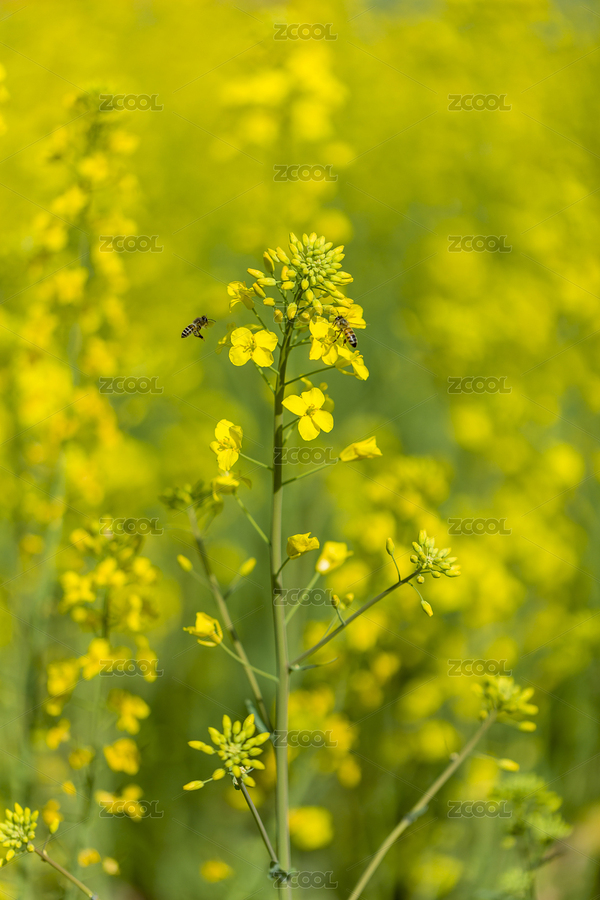 油菜花田（主預(yù)覽-8600885） - 未分類 - 站酷設(shè)計師Tenfey原創(chuàng)素材 - 站酷ZCOOL