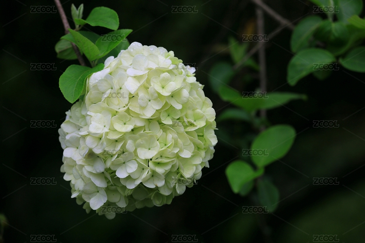 白中帶綠的木本繡球（主預(yù)覽-1104775） - 未分類(lèi) - 站酷設(shè)計(jì)師長(zhǎng)草顏來(lái)了原創(chuàng)素材 - 站酷ZCOOL